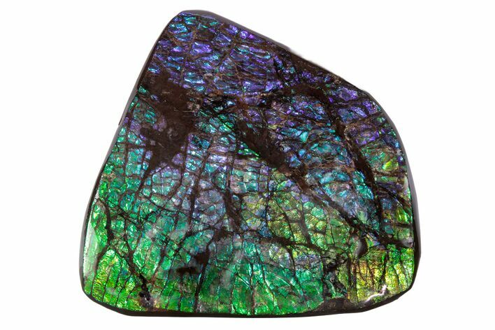 Flashy Ammolite (Fossil Ammonite Shell) - Greens & Purples #378484